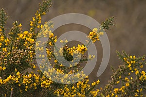 Gorse in full bloom