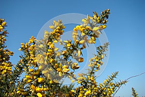 Gorse