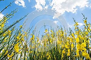 Gorse or genista in spring with sky and clouds, seasonal background
