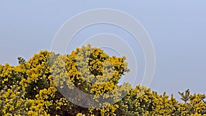 Gorse shurb with nright yellow  flowers - ulex