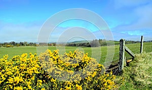 Gorse in springtime