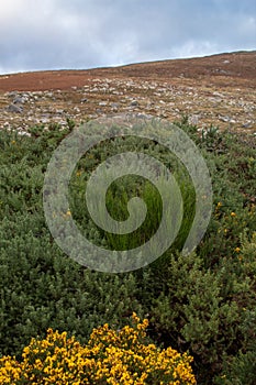 Gorse on Turf Bog Landscape, County Wicklow