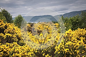 Gorse, Ulex europaeus