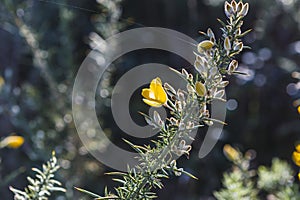 Gorse Ulex europaeus in bloom with autumn