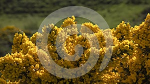 Gorse, Ulex europaeus, Furze or Whin bush.