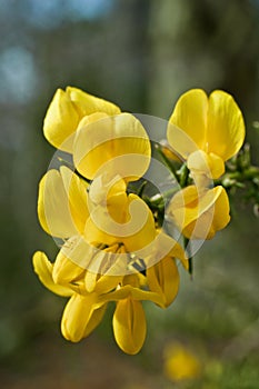 Gorse. Ulex europaeus