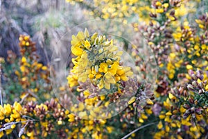 Gorse or Ulex is a genus of flowering plants in the family Fabaceae.