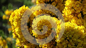 Gorse Whin in full bloom with Yellow leaf Ireland