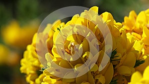 Gorse Whin in full bloom with Yellow leaf Ireland