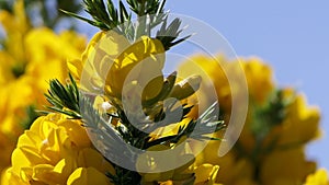 Gorse Whin in full bloom with Yellow leaf Ireland