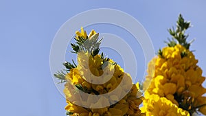 Gorse Whin in full bloom with Yellow leaf Ireland