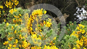 Gorse Whin in full bloom with Yellow leaf Ireland