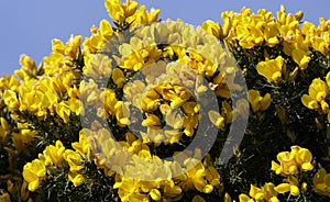 Gorse Whin in full bloom with Yellow leaf Ireland