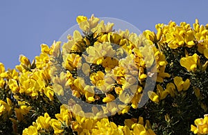 Gorse Whin in full bloom with Yellow leaf Ireland