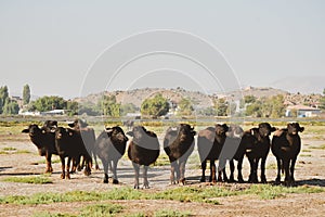 Gorup of buffalo stand together look straight to camera in green field in Hormetci village in central anatolia
