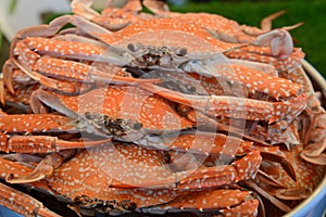 Gorup Steamed Blue Crabs