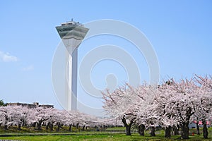 Goryokaku Tower in spring season with Cherry blossom blooming in the sunny day.