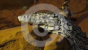 GOSFORD, AUSTRALIA - AUG, 30, 2012: close up of an australian goanna