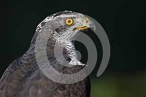 Goshawk