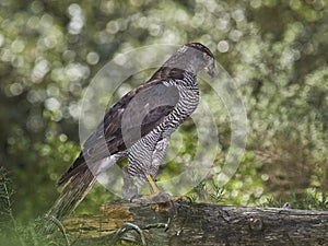 Goshawk