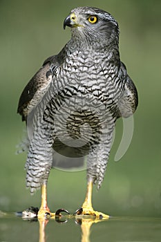 Goshawk, Accipiter gentilis