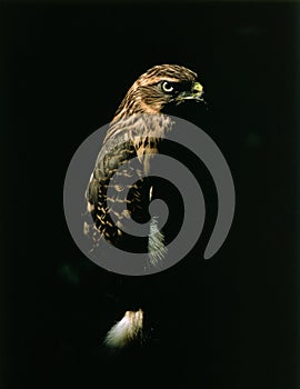 Goshawk, accipiter gentilis, Adult against Black Background