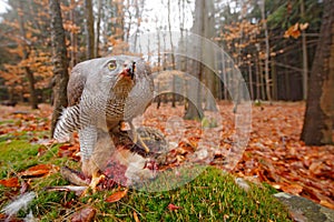 Goshawk, Accipiter gentilis, feeding on killed hare in the forest. Bird of Prey with fur catch in the habitat. Animal behaviour,