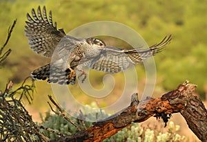 goshawk arrives with wings open to its innkeeper