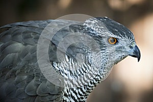 Goshawk bird of prey leaning forwards in close-up