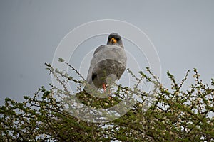 Goshawk eastern pale chanting goshawk or Somali chanting goshawk Melierax poliopterus Dark chanting goshawk Melierax