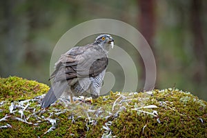 Goshawk Feeding