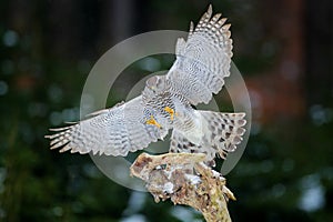 Goshawk flight, Germany. Northern Goshawk landing on spruce tree during winter with snow. Wildlife scene from winter nature. Bird