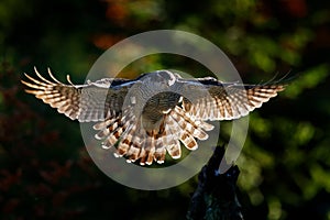 Goshawk flying, bird of prey with open wings with evening sun back light, nature forest habitat, Czech Republic. Wildlife scene