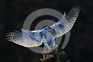 Goshawk, flying bird of prey with open wings with evening sun backlight, nature forest habitat in the background, landing on tree