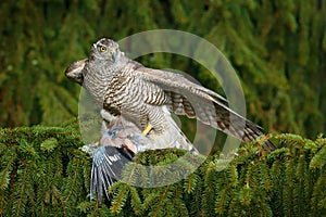 Goshawk, forest habitat. Hawk from Czech Reublic. Wildlife scene wild nature, Accipiter gentilis. Bird behaviour. Bird of prey Gos