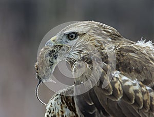 Goshawk holding mouse in beak close-up