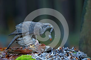 Goshawk kill Common Pheasant on the grass in green forest, bird of prey in the nature habitat, Norway