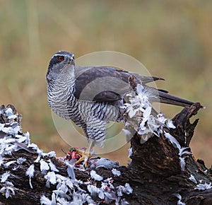 Goshawk with killed dove photo