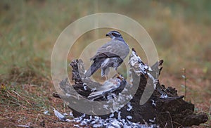 Goshawk with killed dove photo