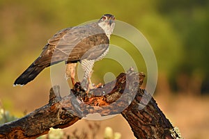 goshawk perches on the trunk of a tree photo