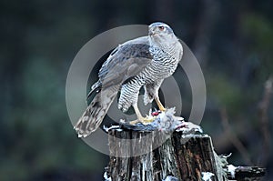 Goshawk photo