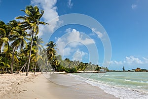 The Gosier in Guadeloupe - paradise tropical beach and palm tree