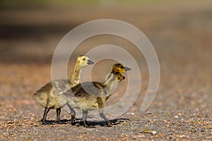 Gosling