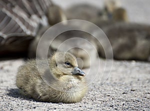 Gosling chicks at Slimbridge Gloucestershire, England