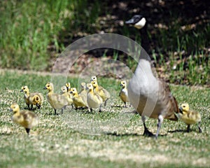 Gosling chicks with their mother