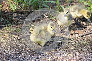 Gosling Group