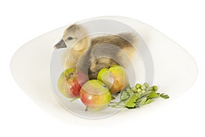 Gosling living on a plate with apples