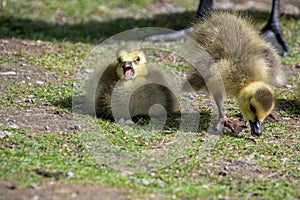 A gosling opening its beaks wide open.