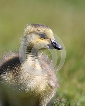 Gosling Resting in The Grass