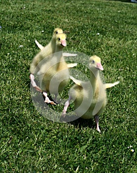 Gosling sprint photo